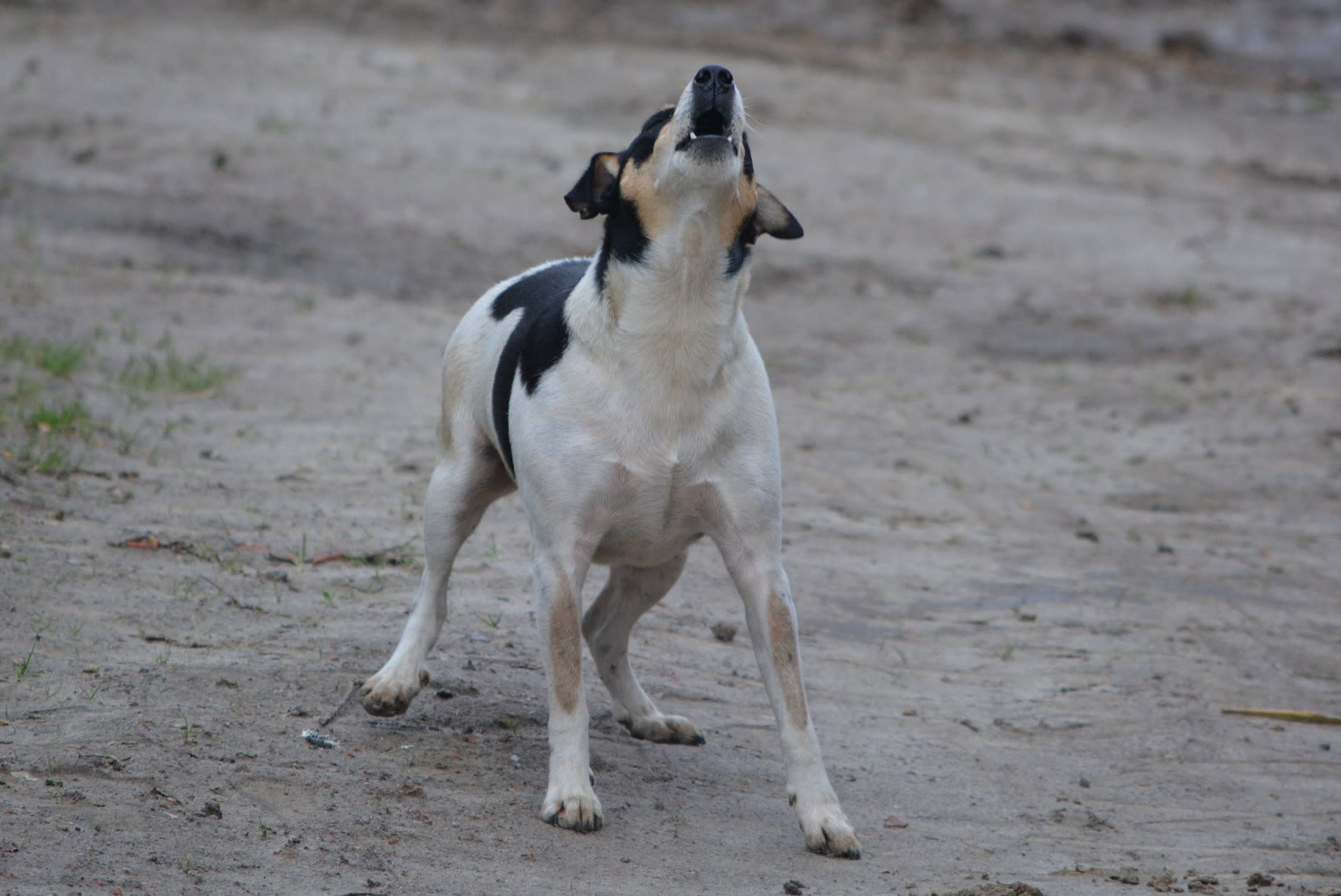 How to stop dog barking when left outlet alone